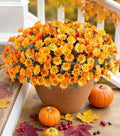 Daisy Artificial Flowers for Outdoors Autumn Fall Decor, 6 Bundles Fake Mums Orange Silk Flowers for Outside Look Real UV Resistant Fake Plants Faux Flowers for Planter Front Door Home Indoor Porch by INSPRING