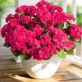 Fake Outdoor Flowers, 4 Pcs Artificial Flowers For Outdoors, Rose Red Artificial Geraniums Plastic Flowers, Fake Plant For Outside, Silk Faux Flowers For Outdoor Planters UV Resistant For Front Porch by Cherica