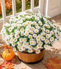 Daisy Artificial Flowers for Outdoors Autumn Fall Decoration, 6 Bundles Fake Mums White Silk Flowers for Outside Look Real UV Resistant Faux Flowers Plants for Planter Front Door Home Indoor Porch Urn by INSPRING