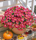 Daisy Artificial Flowers for Outdoors Autumn Fall Decoration, 6 Bundles Fake Mums Dark Red Silk Flowers for Outside Look Real UV Resistant Faux Flowers Plants for Planter Front Door Home Indoor Porch by INSPRING