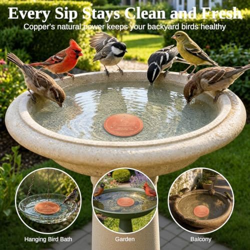 Copper Disc for Bird Bath, 99.9% Pure Copper (Cardinal) - Image 4