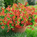 Daisy Artificial Flowers for Outdoors Decor, 12 Bundles Faux Daisy with Eucalyptus Fake Plants Greenery UV Resistant Look Real Colorful Faux Flowers for Outside Planter Porch Patio Yard Gardens, Red by florisso
