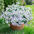 florisso Artificial Flowers for Outdoors Daisy 12 Bundles for Home Decoration, Faux Flower Fake Plants Outside Decoration with Eucalyptus UV Resistant for Planter Porch Patio Yard Garden White by florisso