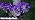Solar Sunflower Lights Outdoor Garden Decor, 6 Pack Solar Purple Flowers Lights with 36 Sunflowers, Waterproof Fall Decor Stake Decorative Light Auto ON/Off for Garden Yard Patio, Gift for Women - Image 7