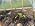 100FT Drip Irrigation System Kit Dual-Zone Garden Atomizing Watering System with 30 Copper 360° Adjustable Bendable Nozzles,Y-Splitter, Leak-Proof 1/4" Misting System for Garden Greenhouse Raised Beds - Image 7